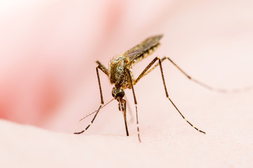 Yellow Fever, Malaria or Zika Virus Infected Mosquito Insect Macro