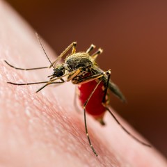 Yellow Fever, Malaria or Zika Virus Infected Mosquito Insect Macro on Red Background