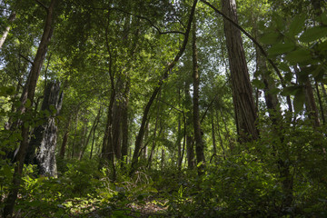 Young Hillside Redwood Forest