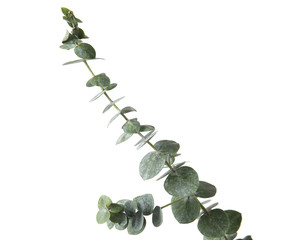 Eucalyptus branch with fresh green leaves on white background