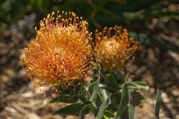 Naklejka na ściany i meble Orange Protea Flower