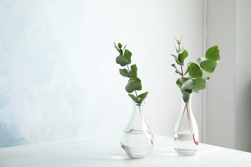 Eucalyptus branches with fresh leaves in vases on table