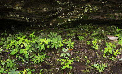 Green Leaves Growing Under Log