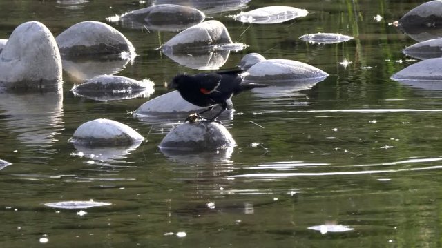 a red-winged blackbird finds food in a stream at schwabachers landing in grand teton national park in the united states