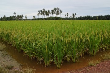 a scenic view at the paddyfield