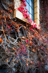 Grape Vine on Wall