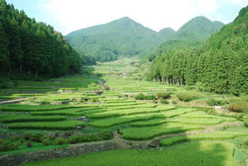 千枚田