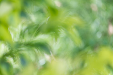 Green bokeh nature abstract background