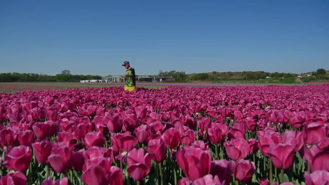 Uomo nei campi di tulipani in fiore in Olanda
