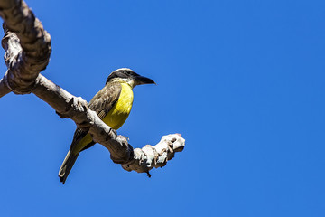 Bird Great Kiskadee on branch - Pitangus sulphuratus - on a tree branch on a sunny day with blue sky