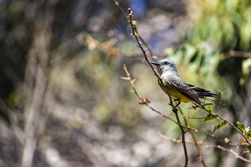 Brazillian bird Suiriri - Tyrannus melancholicus - on branch of tree in sunny day