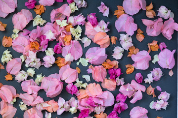 Background of of the bougainvillea petals
