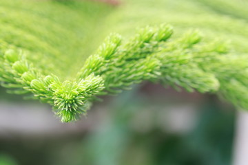 Close up pine blade in the garden