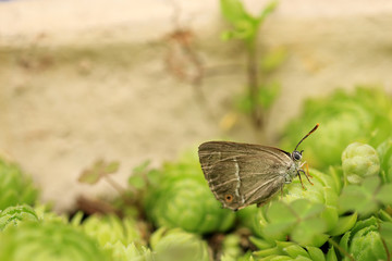 Blauer Eichenzipfelfalter