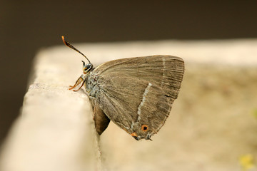 Blauer Eichenzipfelfalter