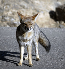 Zorro Colorado de los Andes 