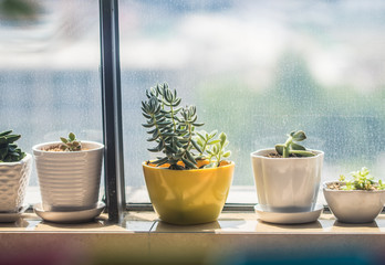 Small potted plants of succulents
