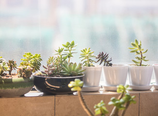 Small potted plants of succulents