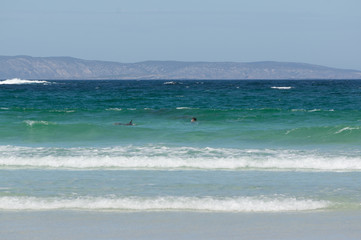 Fototapeta na wymiar snorkeler swimming with dolphins at beach in South Australia