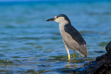 hawaiian Black Crowned Night Heron (Nycticorax nycticoras) or Auku'u
