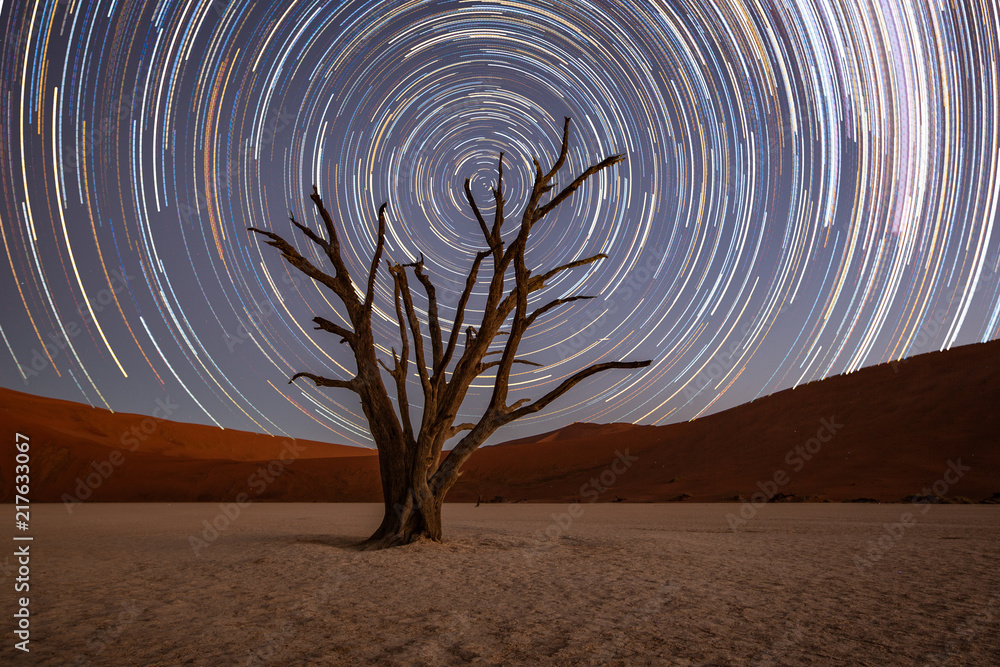 Wall mural star trails circle over a camelthorn tree
