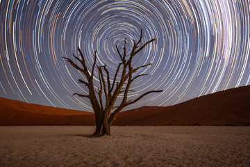 Star trails circle over a camelthorn tree