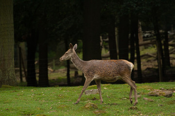 Red deer