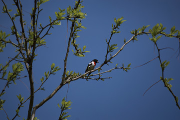 Male Rose-breasted Grosbeak sitting in tree in Iowa