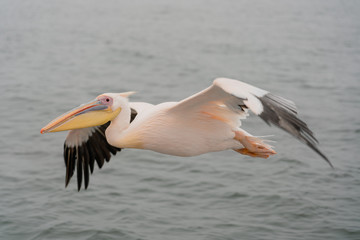 Great White Pelicans in flight