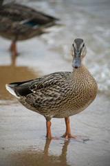 Duck Standing by Water's Edge Close Up