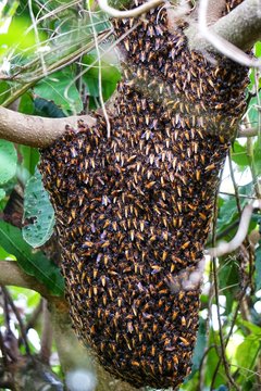 The bee's hive is hanging on the tree.