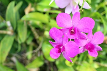 Orchid flower in the garden