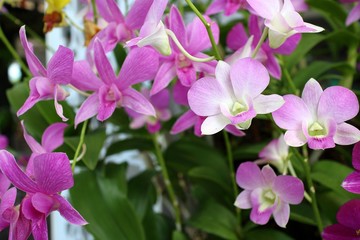 Fototapeta na wymiar Orchid flower in the garden