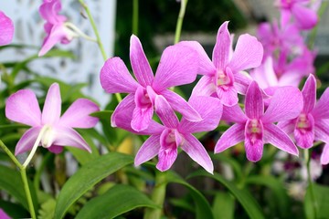 Orchid flower in the garden