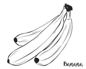 A bunch of bananas. Fruit. Vector.