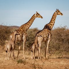 Obraz na płótnie Canvas Two baby giraffes each stand next to their mother