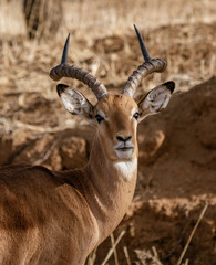 An adult male impala looks around