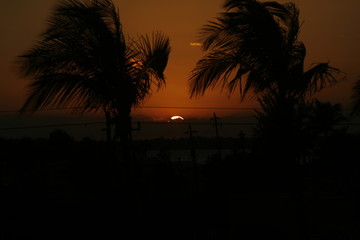 Palm trees with sunset 