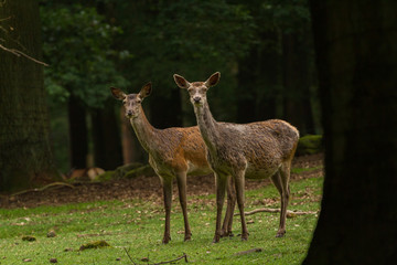 Red deer