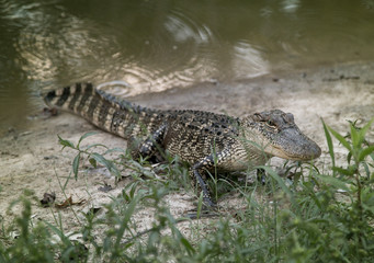 A Young Alligator Next to the Water