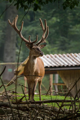 Red deer