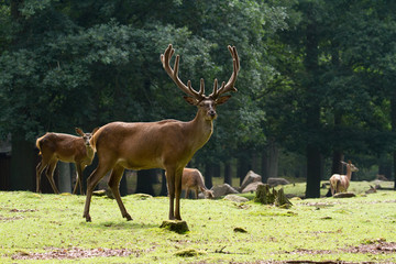Red deer