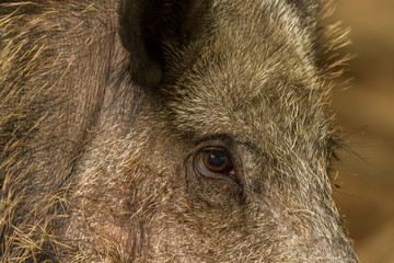 Wild boar