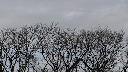 old branches and gray sky , alone concept.