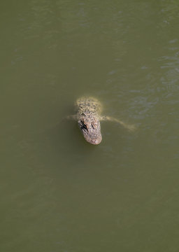 A Young Alligator in the Water
