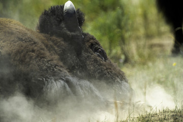 Bison Dust Bath