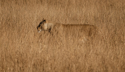 Female lion stands in short dry grass, looking for more food