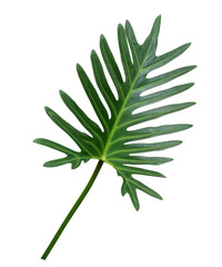 Green Philodendron Xanadu leaf tropical ornamental plant isolated on white background, clipping...