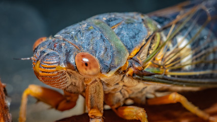 Macro Close-up Insect Animal Portrait