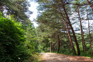 Fototapeta premium a pine road of korea